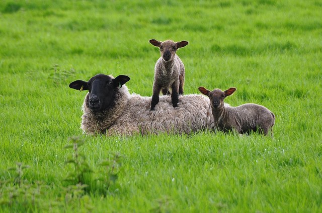North Devon : Grassy Field & Sheep