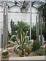 Plants in the Pavilion, Sheffield Botanical Gardens