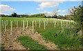 Tree guards by the Ripon Rowel Walk