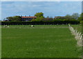 Sheep pasture next to Lodge Farm