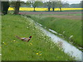 TF6411 : Pheasant near Priory Chase, Tottenhill by Richard Humphrey
