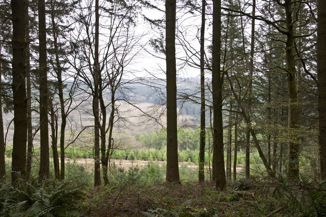 Taylor's Green, Forest of Dean
