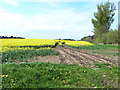 Field of oilseed rape off Comfort Lane, Whashton