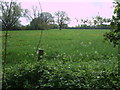 Grassland near the River Ray