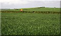 Cereal crop by the A39