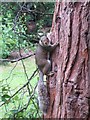 Grey squirrel, Sheffield Botanical Gardens