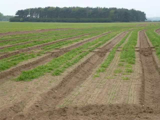 Crop of young carrots on Castle Road, Wormegay