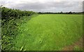 Field boundary, Burton