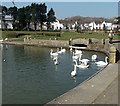 ST1066 : Swans on Marine Lake, Barry by Jaggery