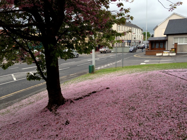 Cherry blossom petals, Omagh Library grounds