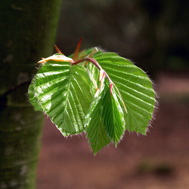 Young beech leaves, Castle Espie