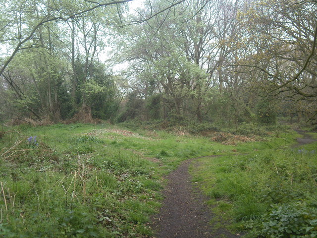 Woodland path in Pakefield