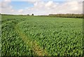 Cereal crop near Durborough