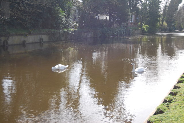 Swans, Grand Union Canal