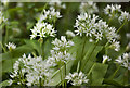 Ramsons (Allium ursinum)