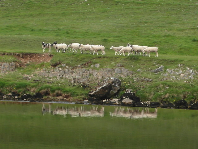 Sheep and reflections, by Linton Falls