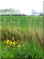 South Barn seen across fields from footpath