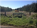 Forestry near New Aberdour