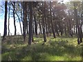 Woodland near Meikle Blackton