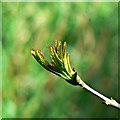 Ash bud, south of Cricklade