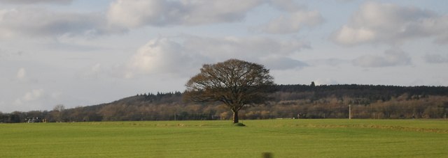 Tree in Farmland, Shottesbrooke