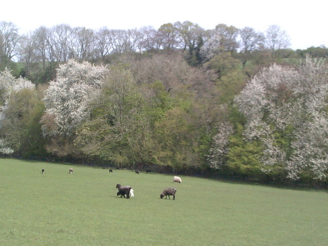 Grazing sheep above White Hawridge Bottom