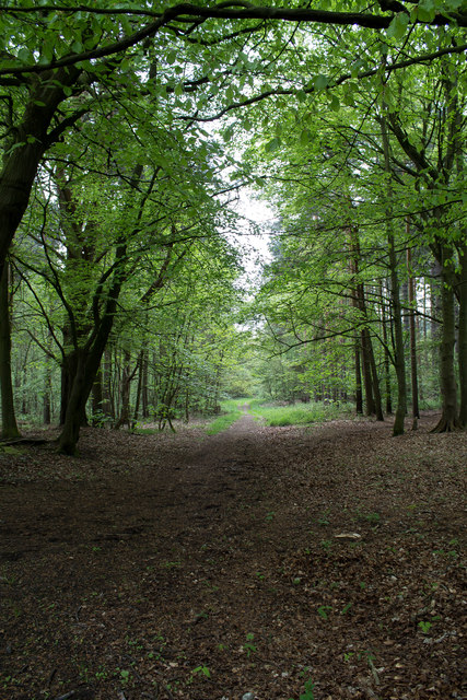 Woodland Track © J.Hannan-Briggs :: Geograph Britain and Ireland