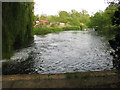 Mill pool at Taverham Mill Fishery