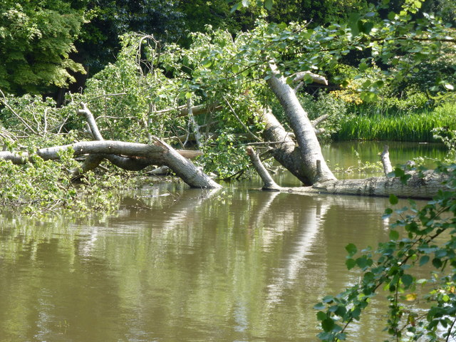 Fallen tree in the lake at Mount Ephraim gardens near Hernhill