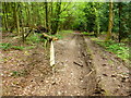 Timber downfall on bridleway on Weston Common