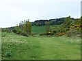 On Selkirk Hill