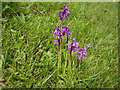 Early Purple Orchids