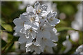 Flowers,  Muswell Hill, London N10