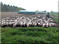 TF6710 : A field full of pigs near Shouldham Warren by Richard Humphrey