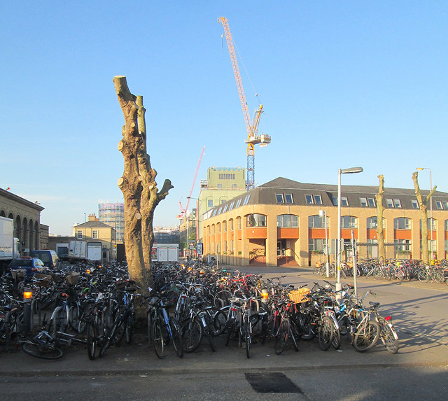 Cambridge Railway Station: cycles and pollarded trees