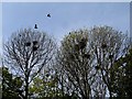 Rookery in the churchyard of St Margaret