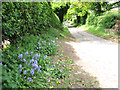 Bluebells growing beside Belaugh Green Lane