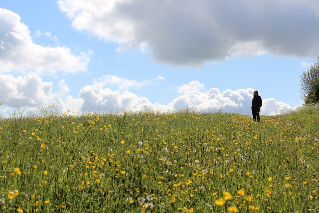 Buttercup rich meadow, Castlemorton