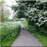 SK4934 : Hawthorn and cow parsley by David Lally
