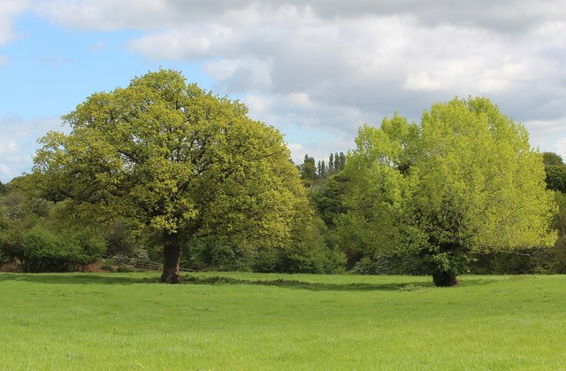 Two trees in May, Castlemorton