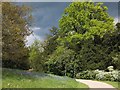 Bluebells and new leaves on the trees at Petworth