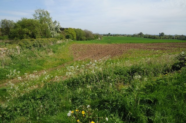 Verge and farmland, Ampney Crucis