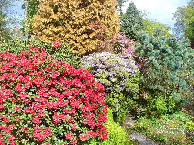 Aberdeen - Johnston Gardens - Spring Flowers