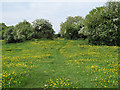 Buttercups on Clare Camp