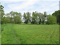 Meadow and Trees near Bury to Clare Walk