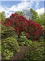 Path in Branklyn Garden