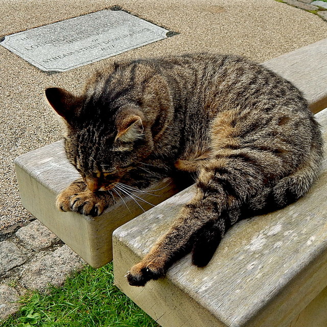 Downpatrick - Cat at Down Cathedral Graveyard