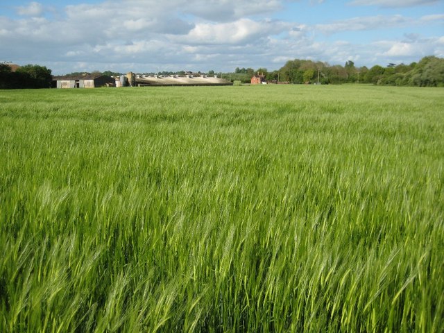 Field of barley, near Naunnton Farm