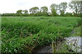 Reed beds at Marston Sewage Works