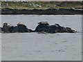 NR4246 : Seals on rocks in Loch an t-Sailein by Rob Farrow